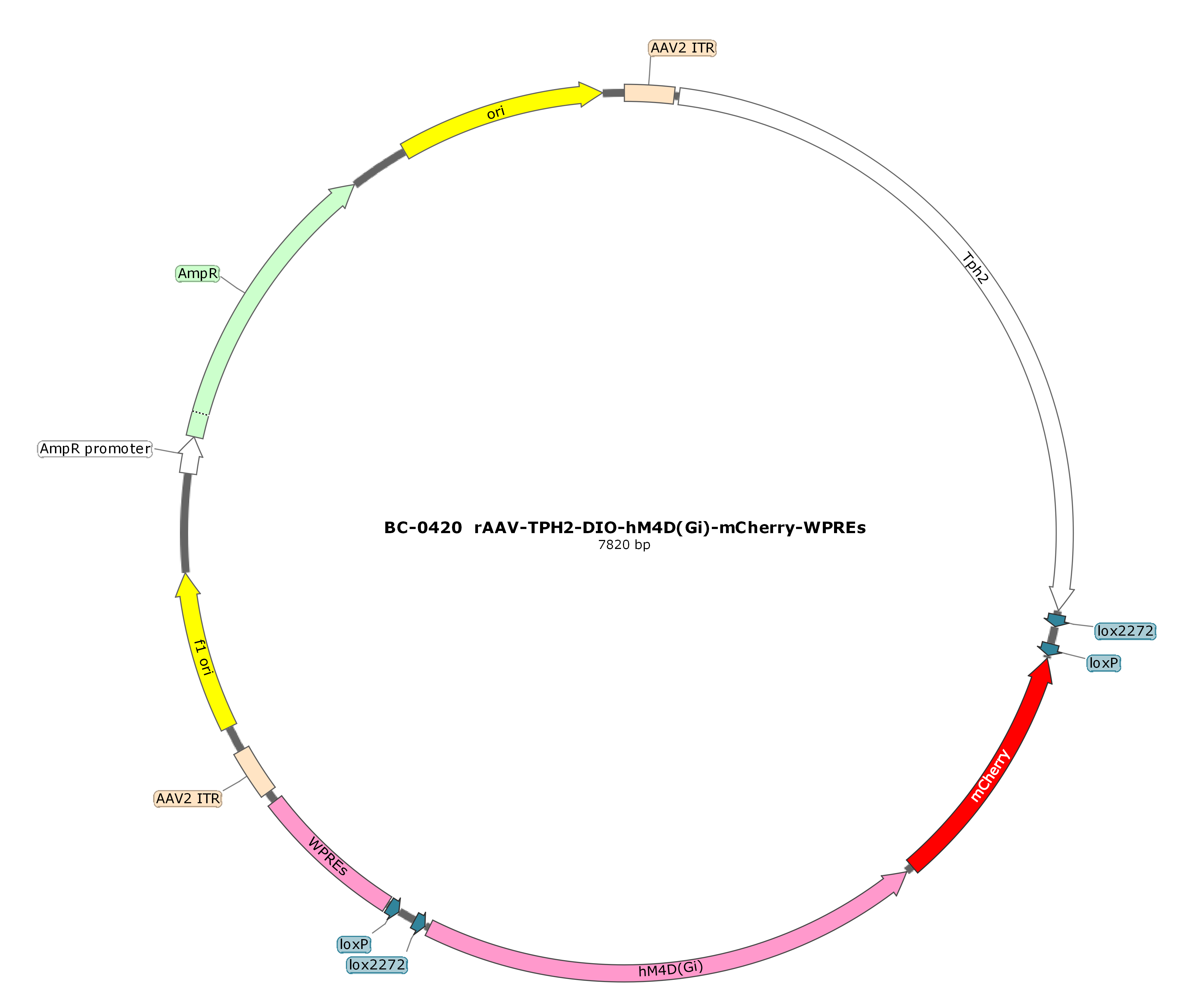 rAAV-Tph2-DIO-hM4D(Gi)-mCherry