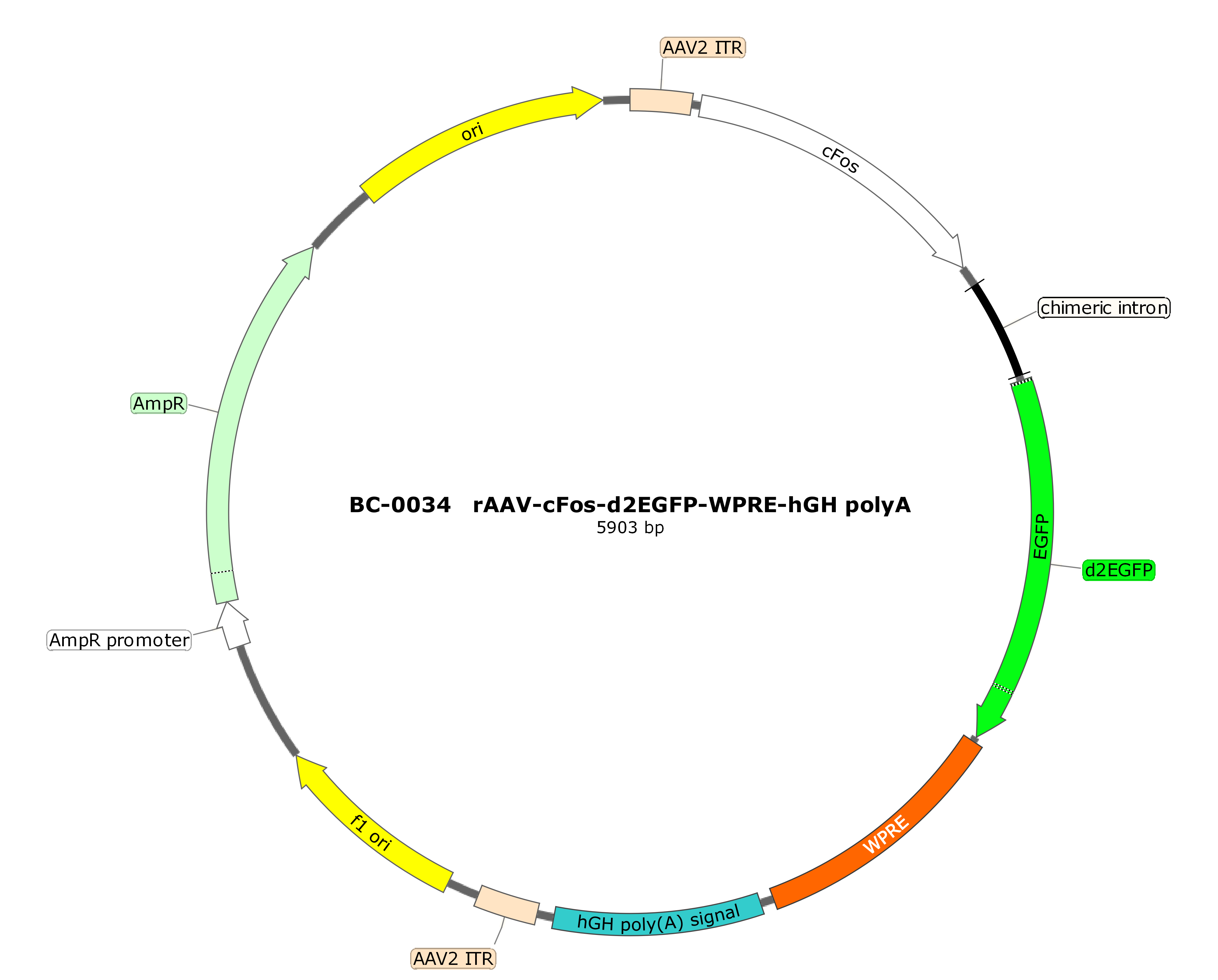 rAAV-Cfos-D2-EGFP-WPRE-hGHpA