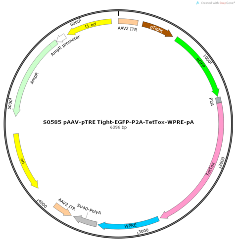 AAV2/9-pTRE Tight-EGFP-P2A-TetTox-WPRE-pA