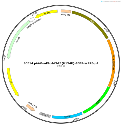 AAV2/9-mDlx-hChR2(H134R)-EGFP-ER2-WPRE-pA