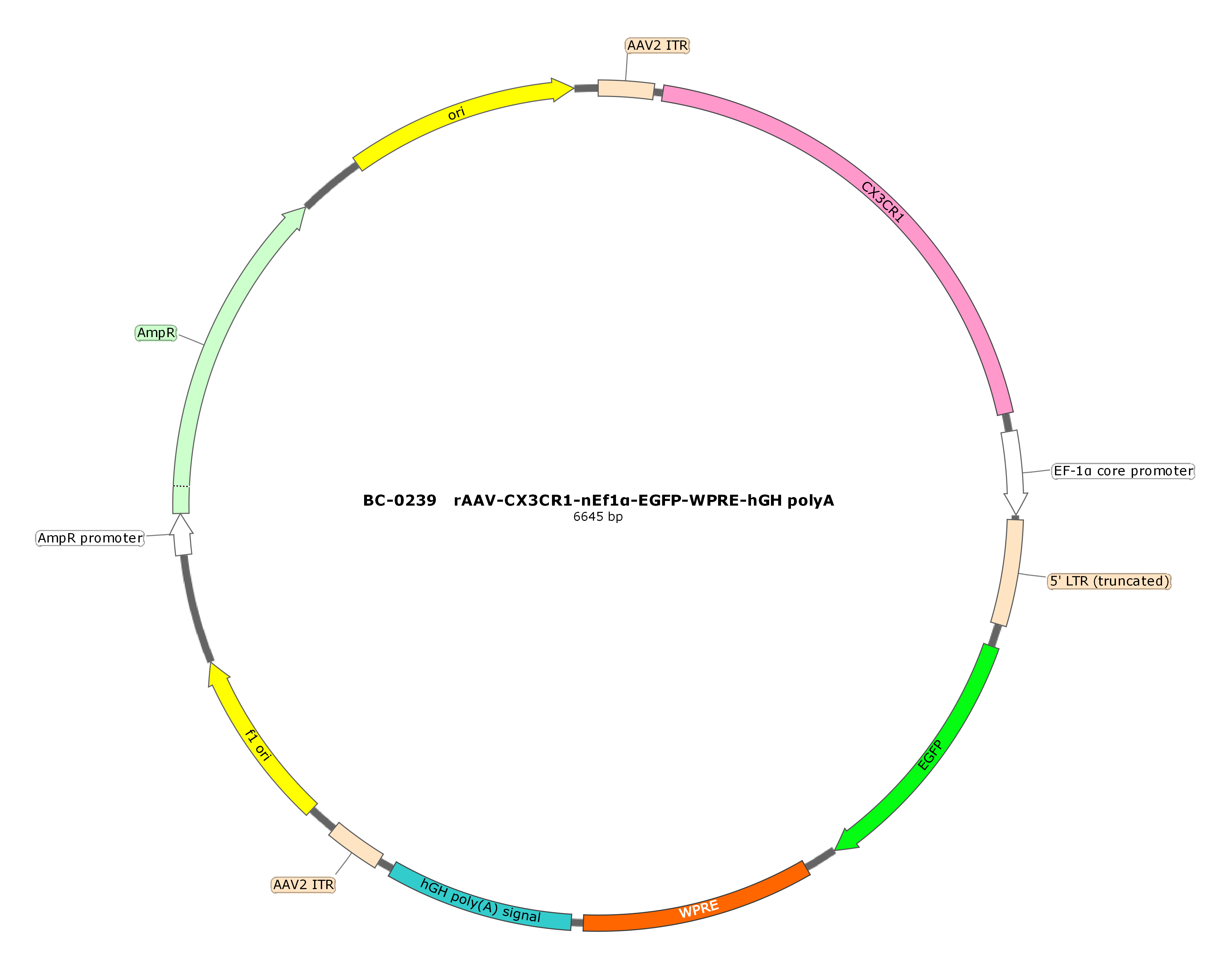 rAAV-CX3CR1-nEF1α-CopGFP