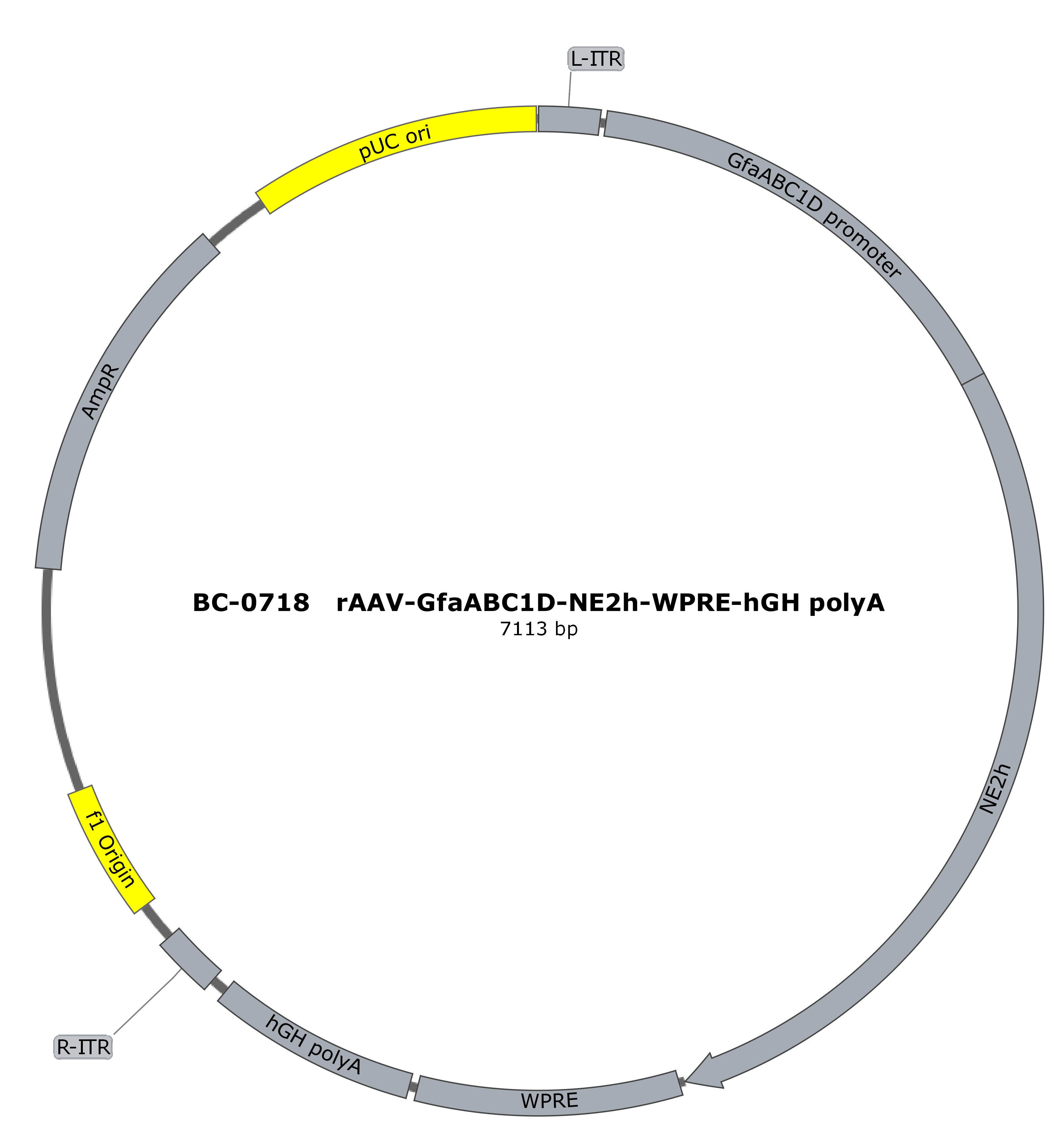 rAAV-GfaABC1D-NE2h