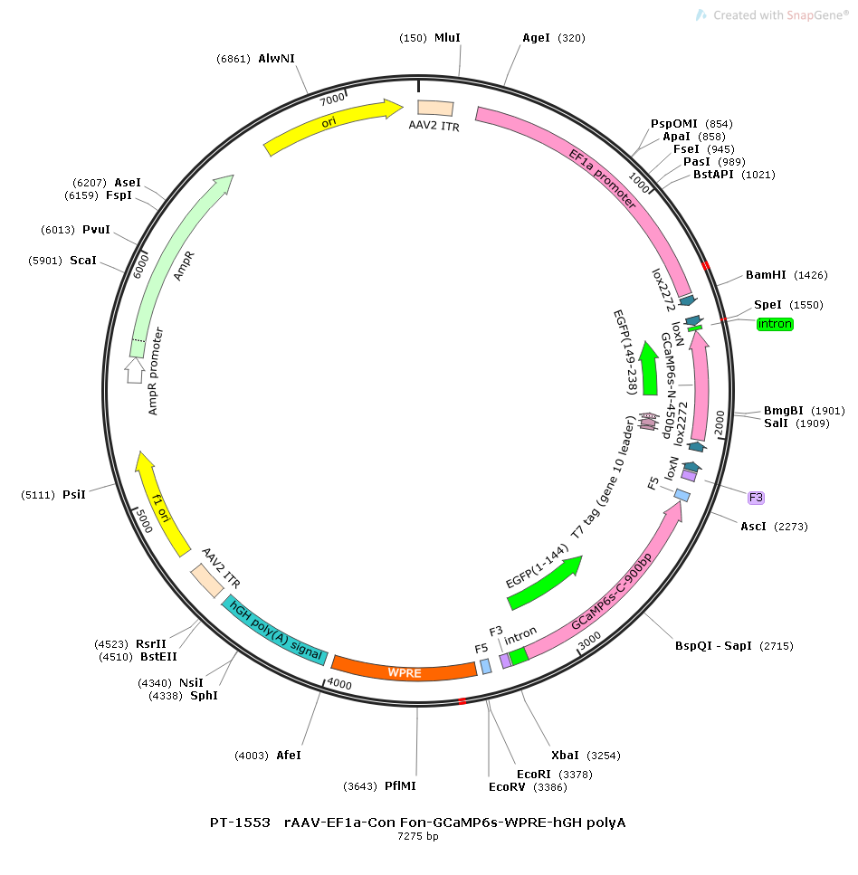 rAAV-EF1α-Con Fon-GCaMp6s-WPRE-hGH polyA