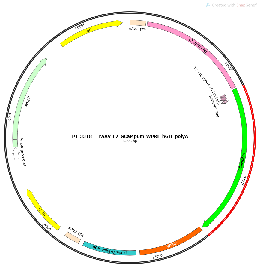 rAAV-L7-GCaMp6m-WPRE-hGH polyA