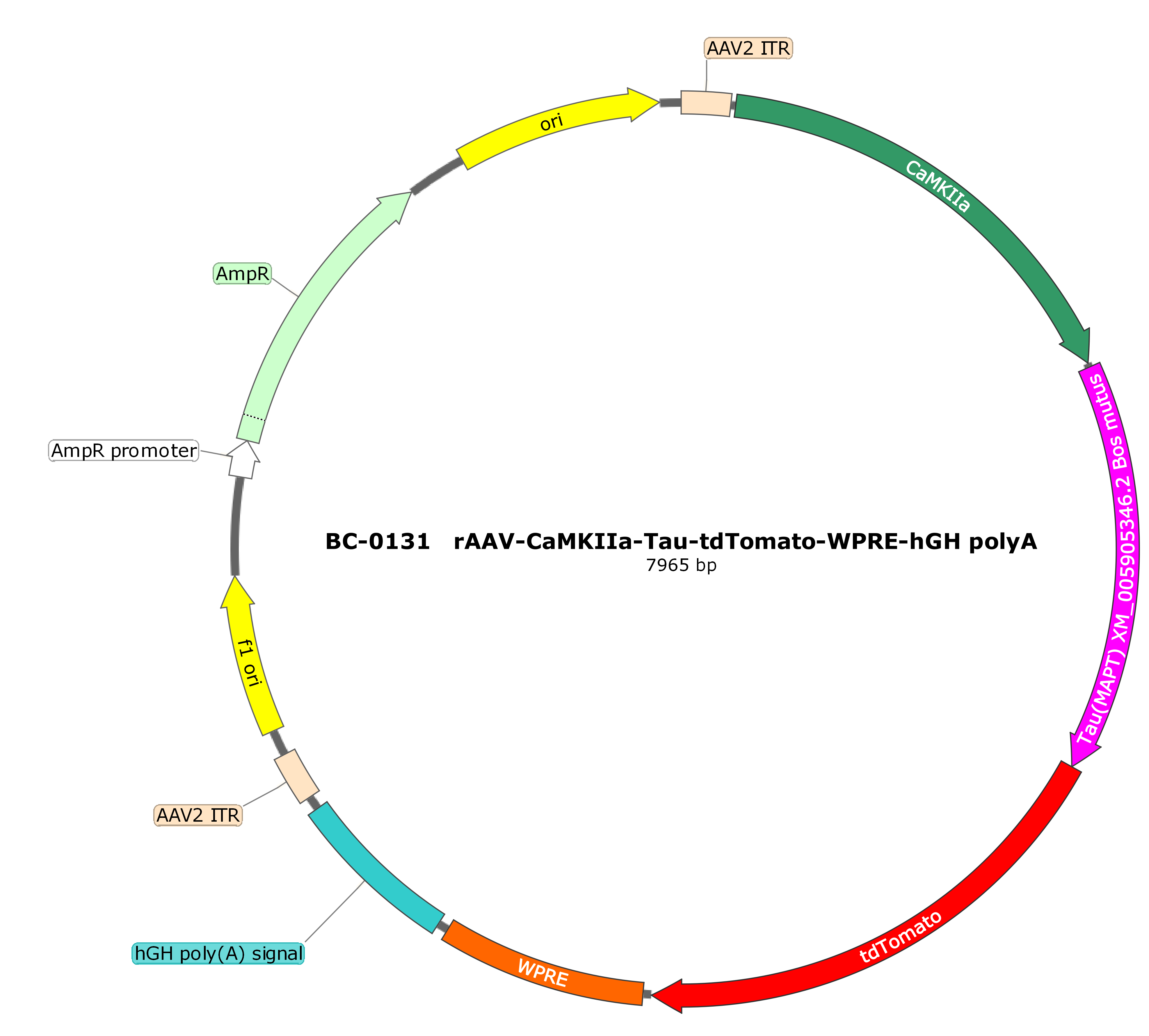rAAV-CaMKIIα-Tau(Bos mutus)-tdTomato