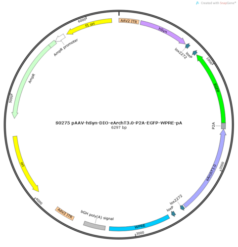 AAV2/8-hSyn-DIO-eArchT3.0-P2A-EGFP-WPRE-pA