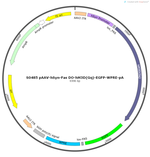 AAV2/9-hSyn-Fas DO-hM3D(Gq)-EGFP-ER2-WPRE-pA