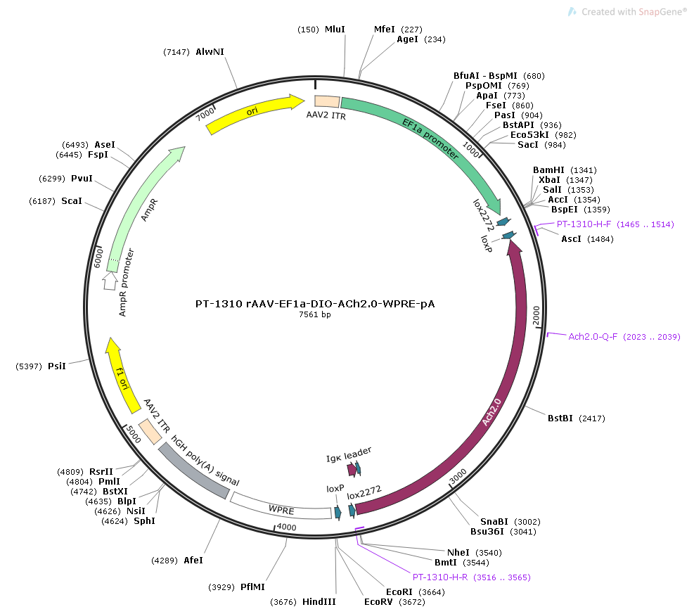 rAAV-EF1α-DIO-ACh2.0-WPRE-PA