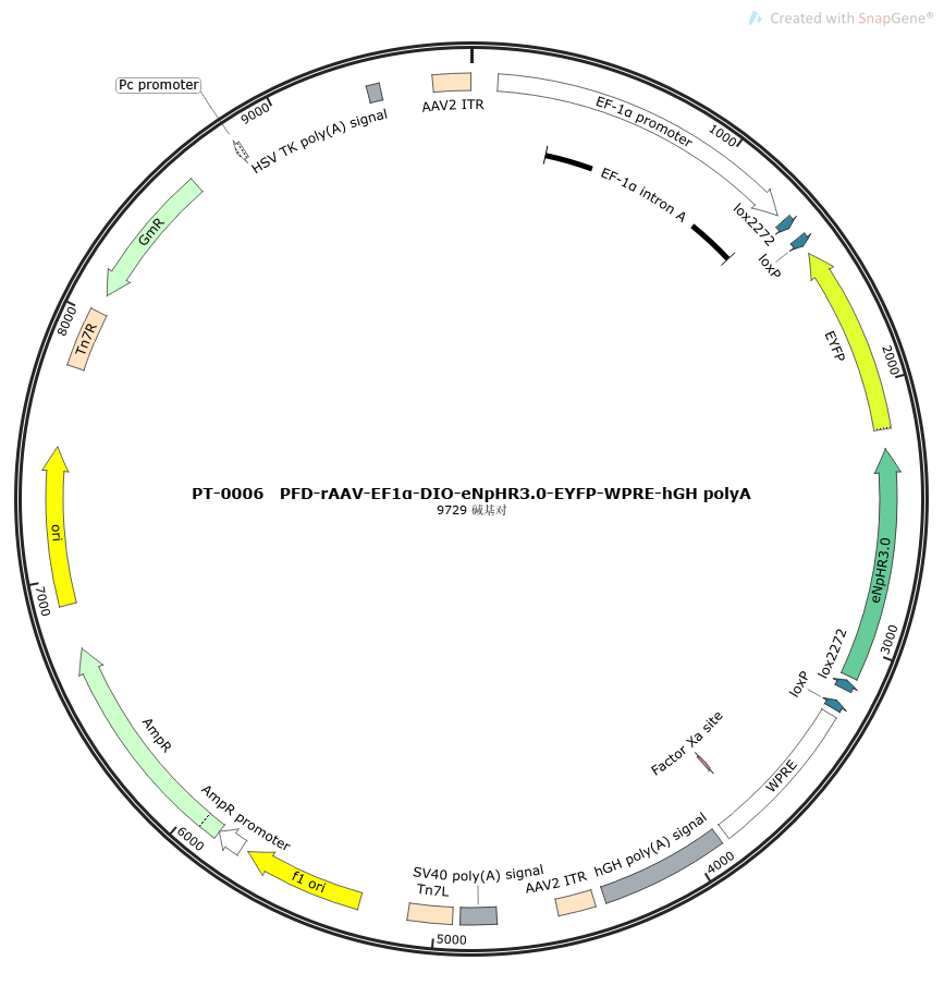rAAV-EF1α-DIO-eNpHR3.0-EYFP-WPRE-hGH polyA