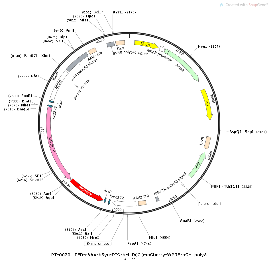 rAAV-hSyn-DIO-hM4D(Gi)-mCherry-WPRE-hGH polyA