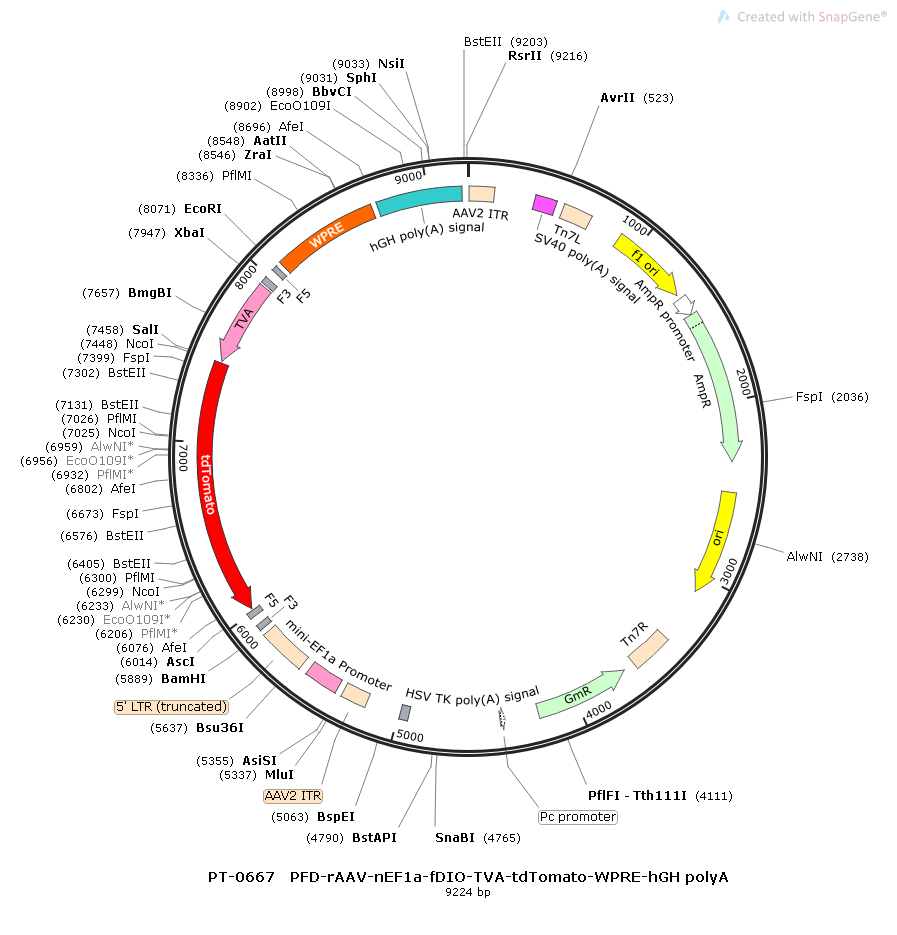 rAAV-nEF1α-FDIO-TVA-tdTomato-WPRE-hGH polyA