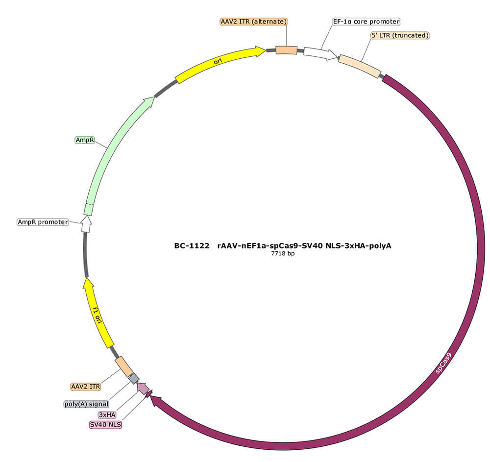 rAAV-nEF1α-SpCas9-SV40 NLS-3xHA