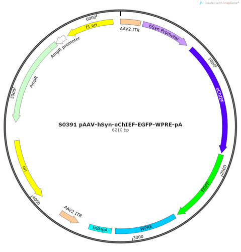 AAV2/9-hSyn-oChIEF-EGFP-ER2-WPRE-pA