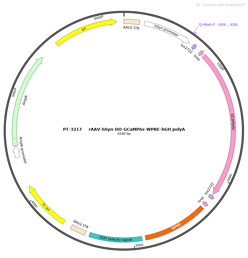 rAAV-hSyn-DO-GCaMP6s-WPRE-hGH polyA
