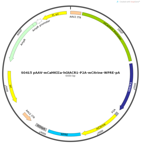 AAV2/9-mCaMKIIa-hGtACR1-ER2-P2A-mCitrine-WPRE-pA
