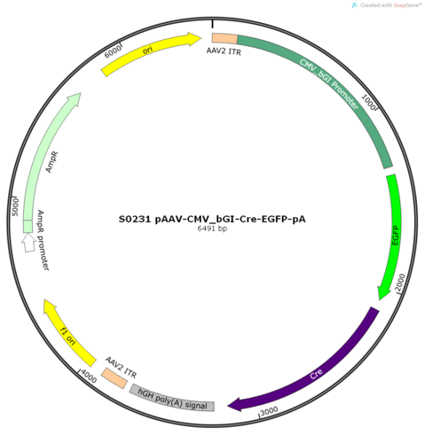 AAV2/9-CMV_bGI-Cre-EGFP-pA