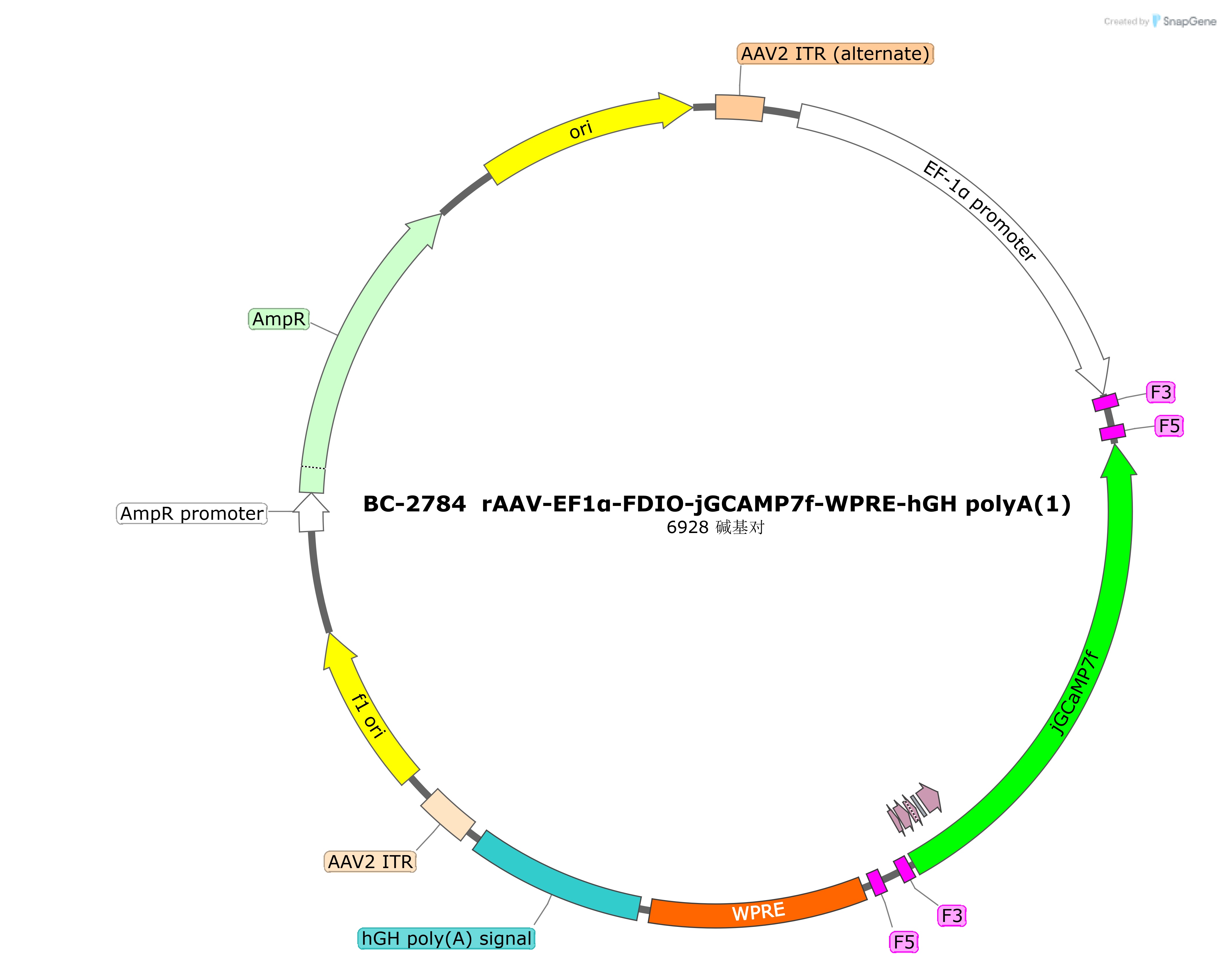 rAAV-EF1α-FDIO-jGCAMP7f