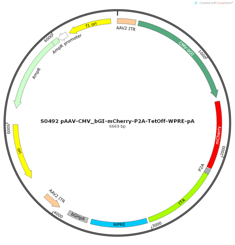 AAV2/9-CMV_bGI-mCherry-P2A-TetOff-WPRE-pA
