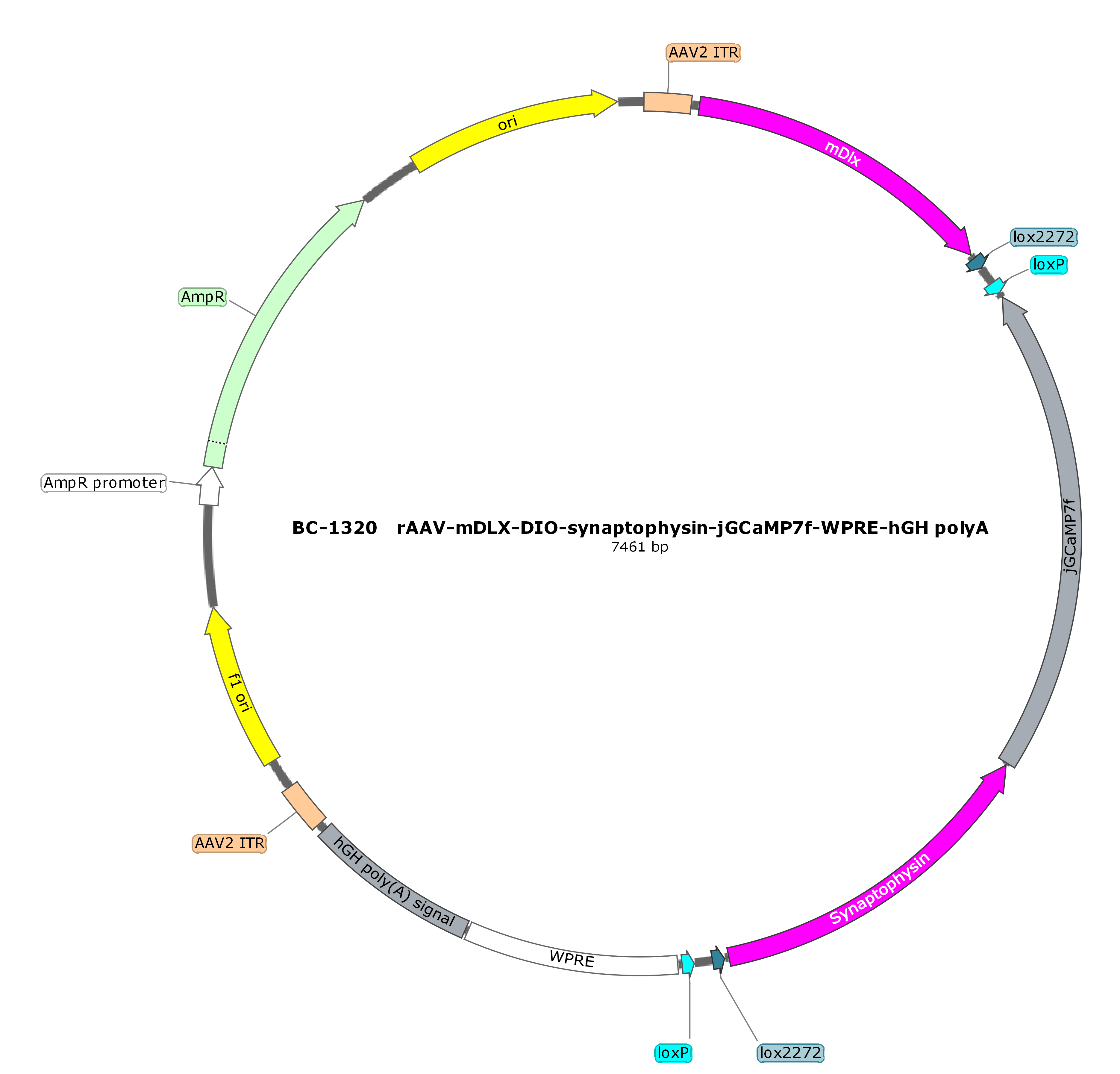 rAAV-mDlx-DIO-Synaptophysin-jGCaMP7f