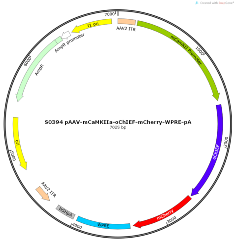 AAV2/9-mCaMKIIa-oChIEF-mCherry-ER2-WPRE-pA