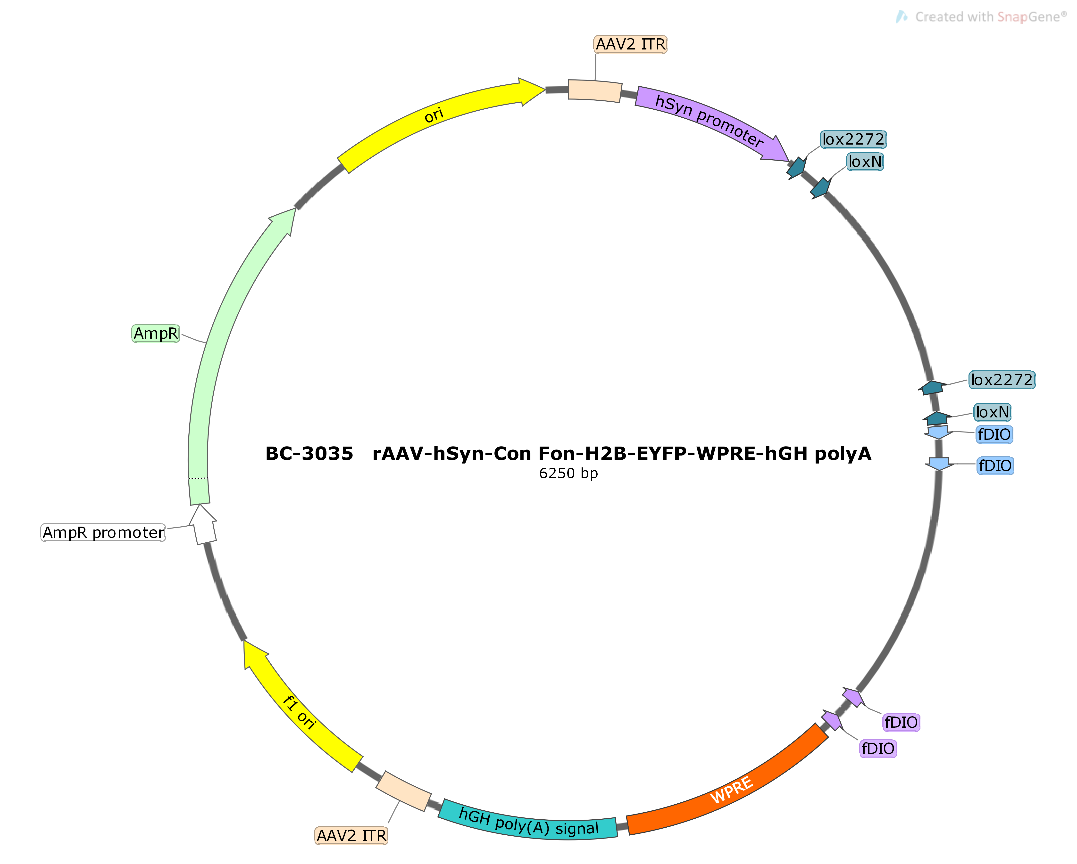 rAAV-hSyn-Con Fon-H2B-EYFP