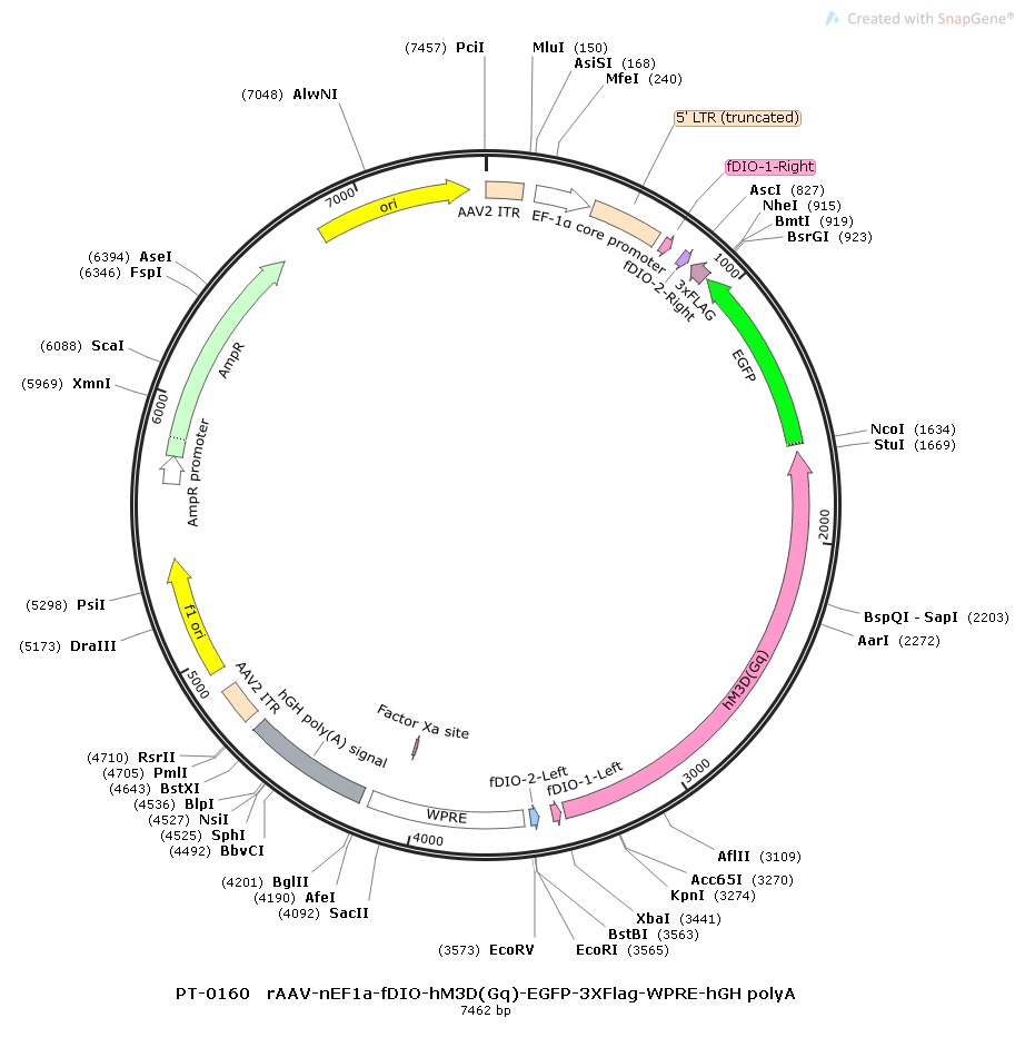 rAAV-nEF1a-fDIO-hM3D(Gq)-EGFP-WPRE-hGH polyA
