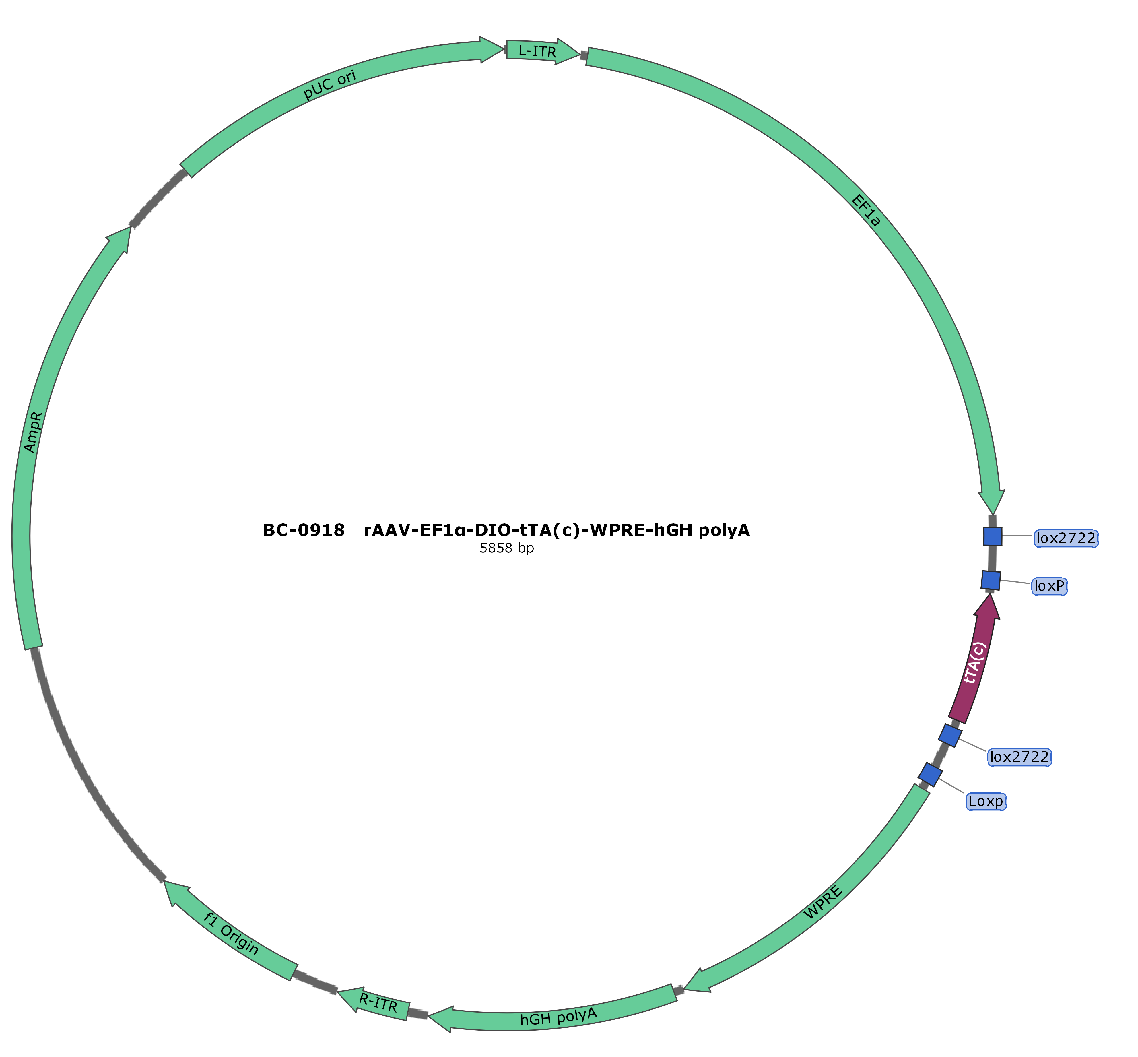 rAAV-pEF1α-DIO-tTA(c)