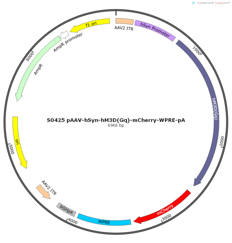 AAV2/2-hSyn-hM3D(Gq)-mCherry-ER2-WPRE-pA