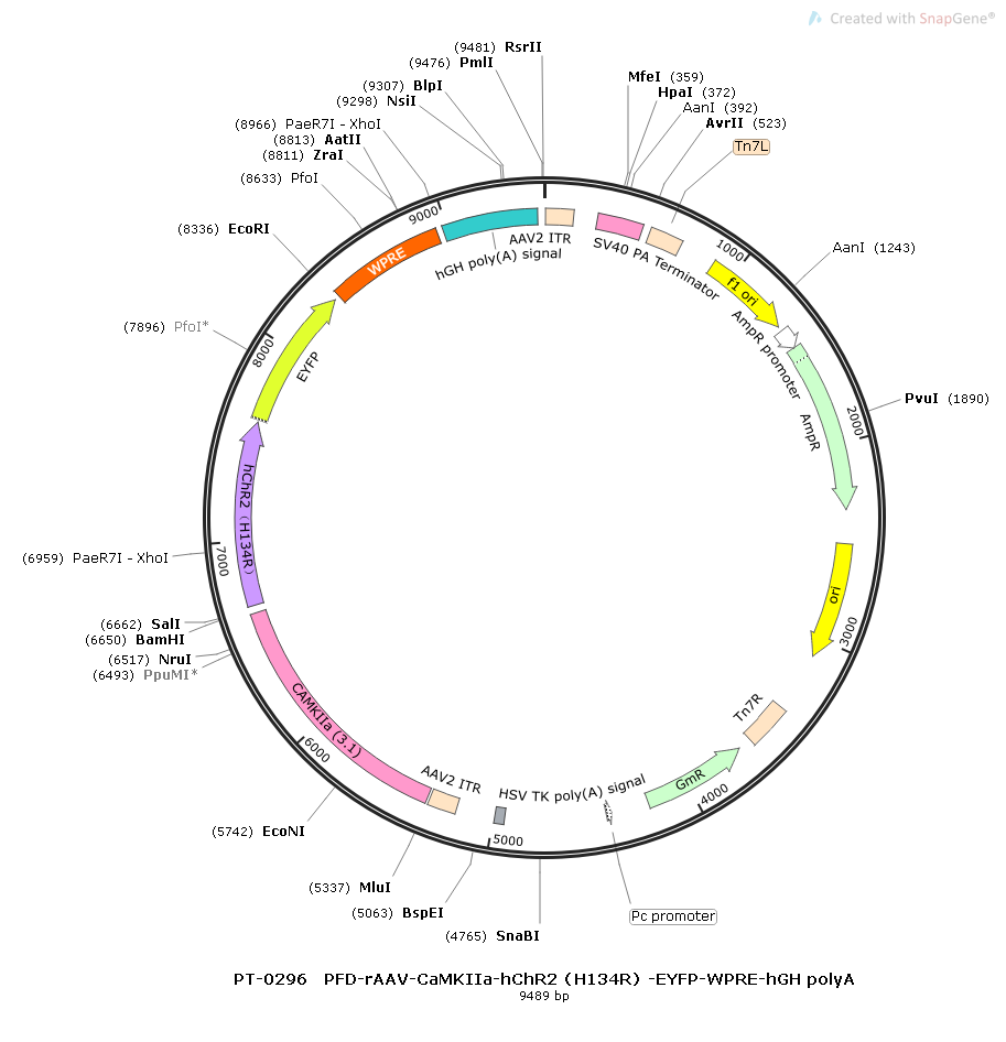 rAAV-CaMKIIa-hChR2(H134R)-EYFP-WPRE-hGH polyA
