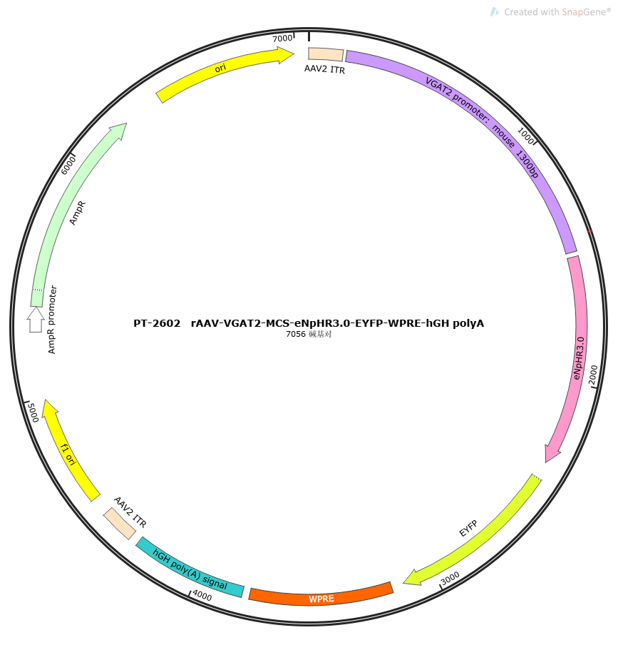 rAAV-VGAT2-MCS-eNpHR3.0-EYFP-WPREs