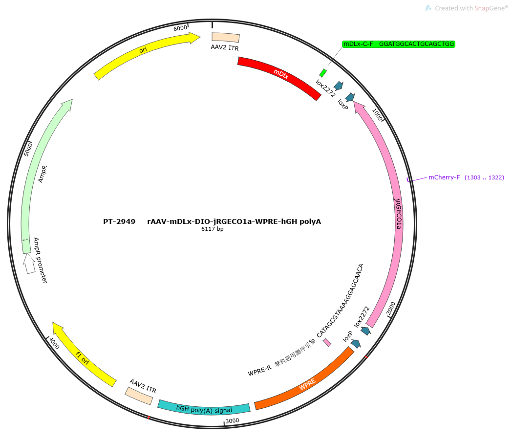 rAAV-mDLx-DIO-jRGECO1a-WPRE-hGH polyA