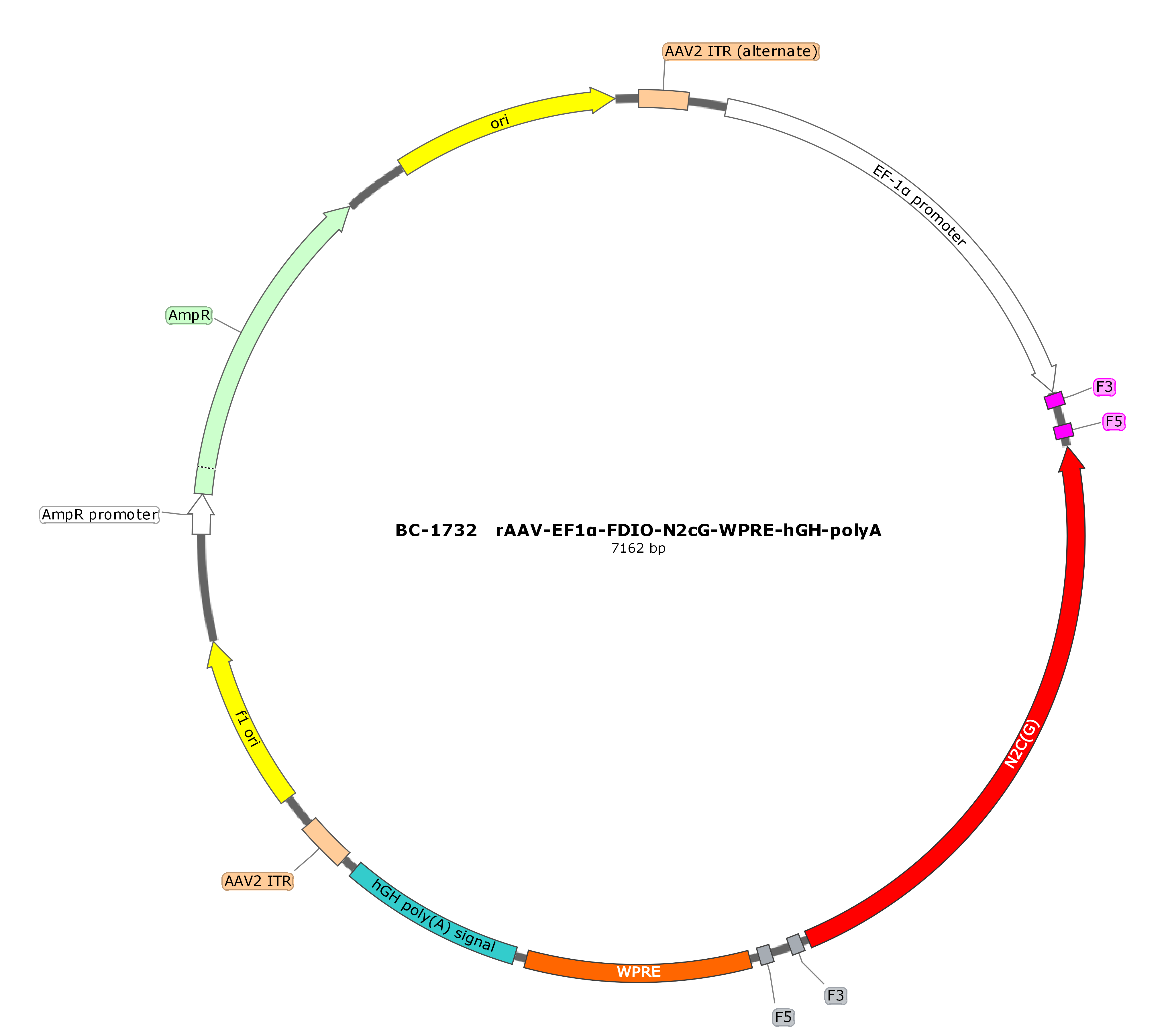 rAAV-EF1α-FDIO-N2cG -hGH-polyA