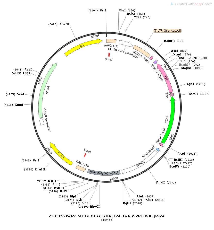 rAAV-nEf1α-FDIO-EGFP-2A-TVA-WPRE-hGH polyA