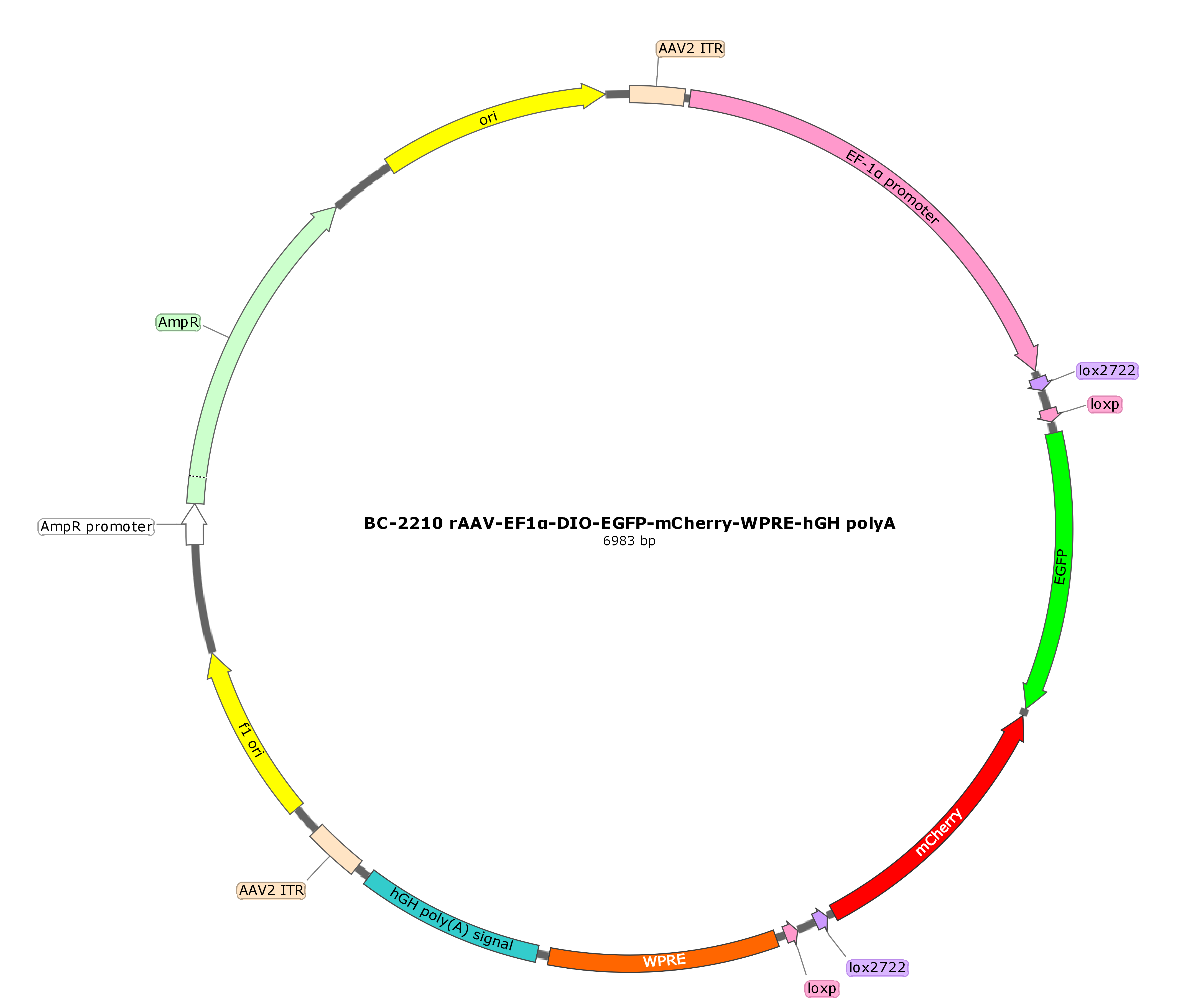 rAAV-EF1α-DIO-EGFP-mCherry