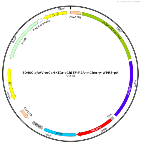 AAV2/9-mCaMKIIa-oChIEF-ER2-P2A-mCherry-WPRE-pA