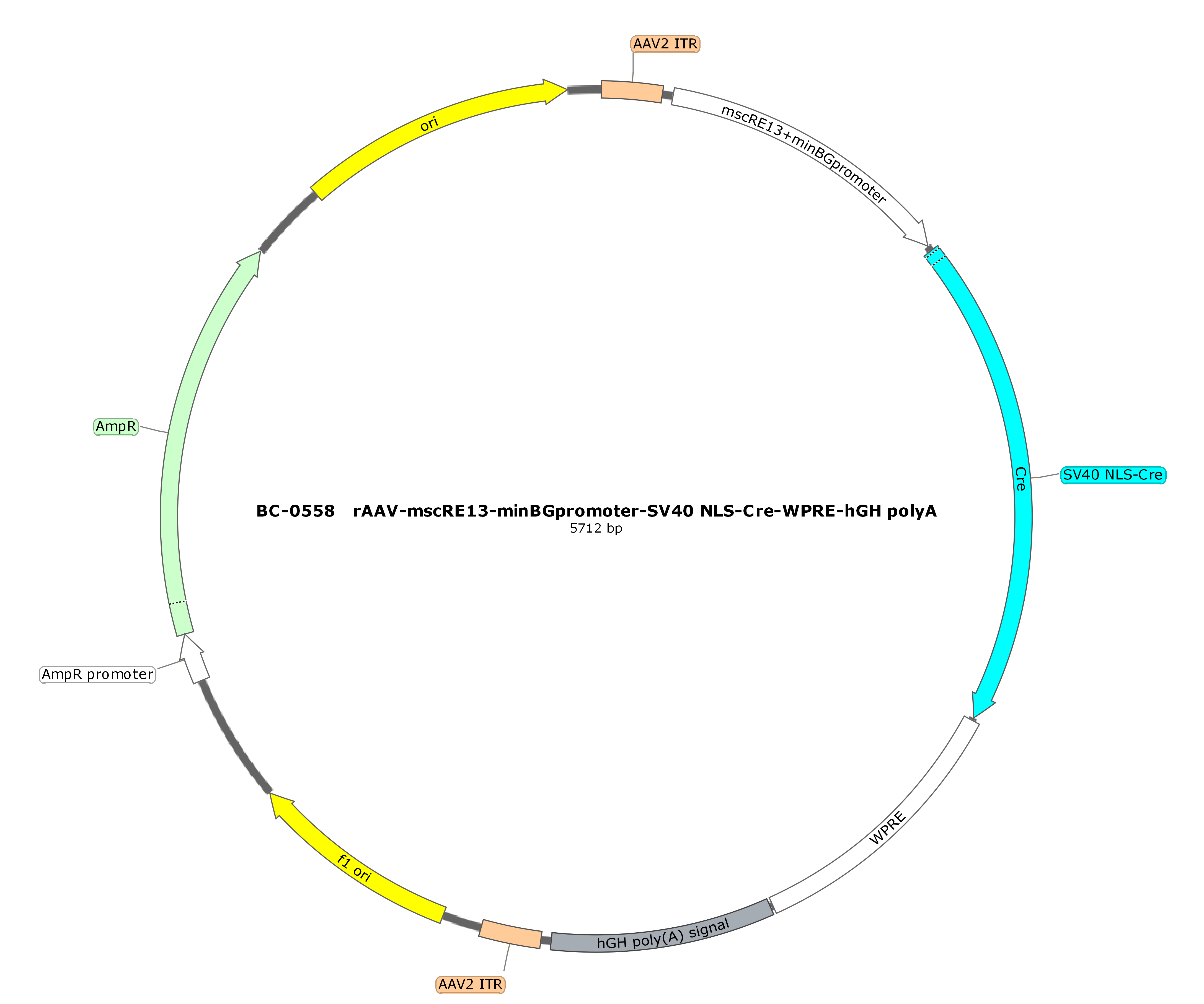rAAV-mscRE13-minBGpromoter-SV40 NLS-Cre