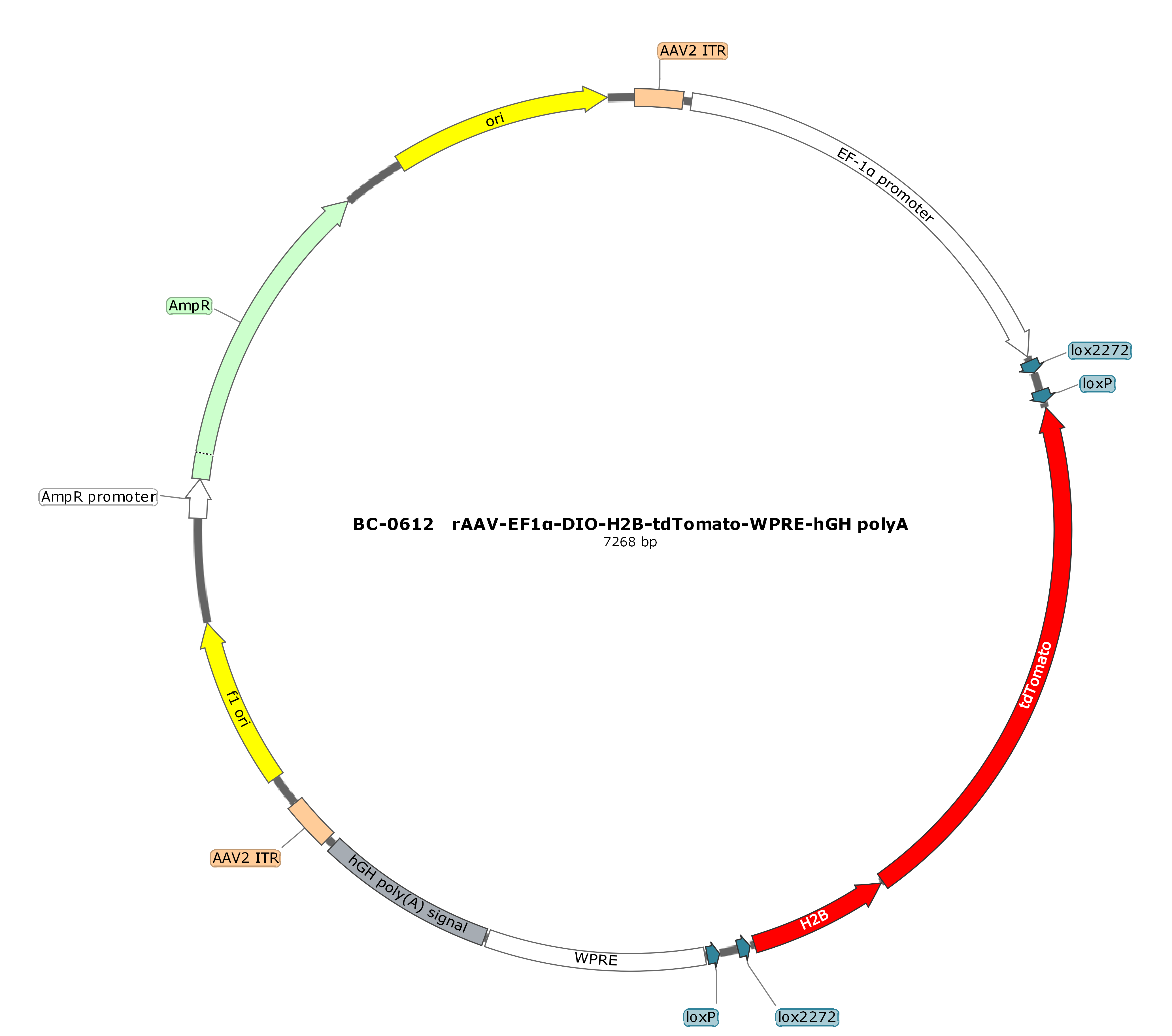 rAAV-EF1α-DIO-H2B-tdTomato