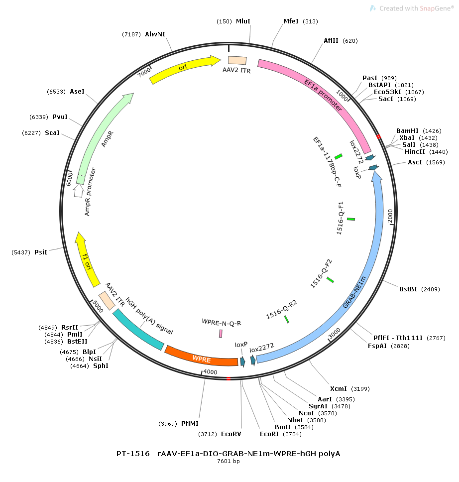 rAAV-EF1α-DIO-GRAB-NE1m-WPRE-hGH polyA