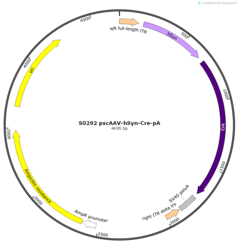 PFD-ScAAV-hSyn-CRE-WPREs