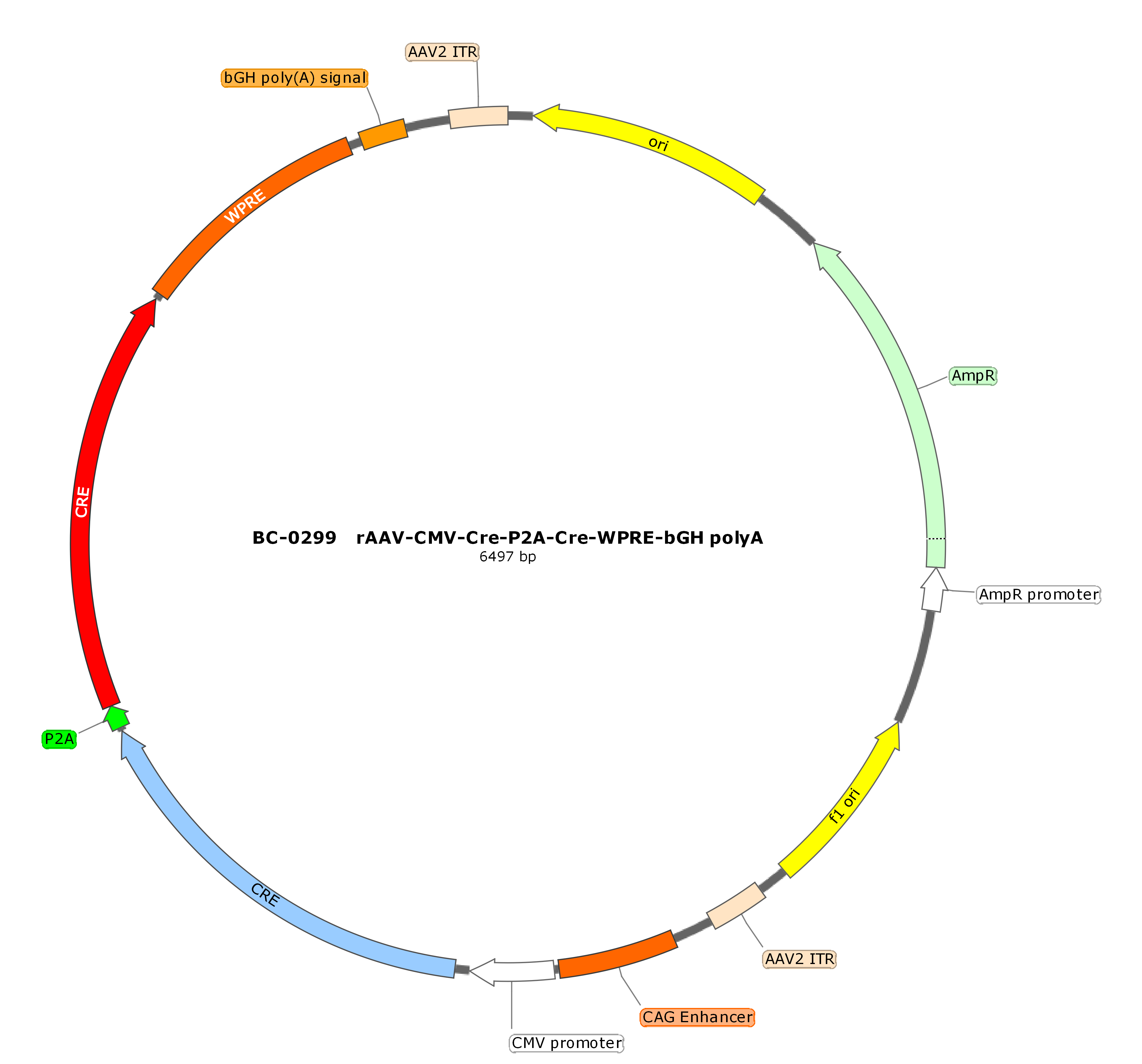 rAAV-CMV-CRE-P2A-CRE-WPRE-bGH polyA