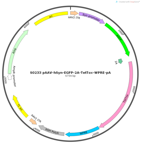 AAV2/9-hSyn-EGFP-2A-TetTox-WPRE-pA
