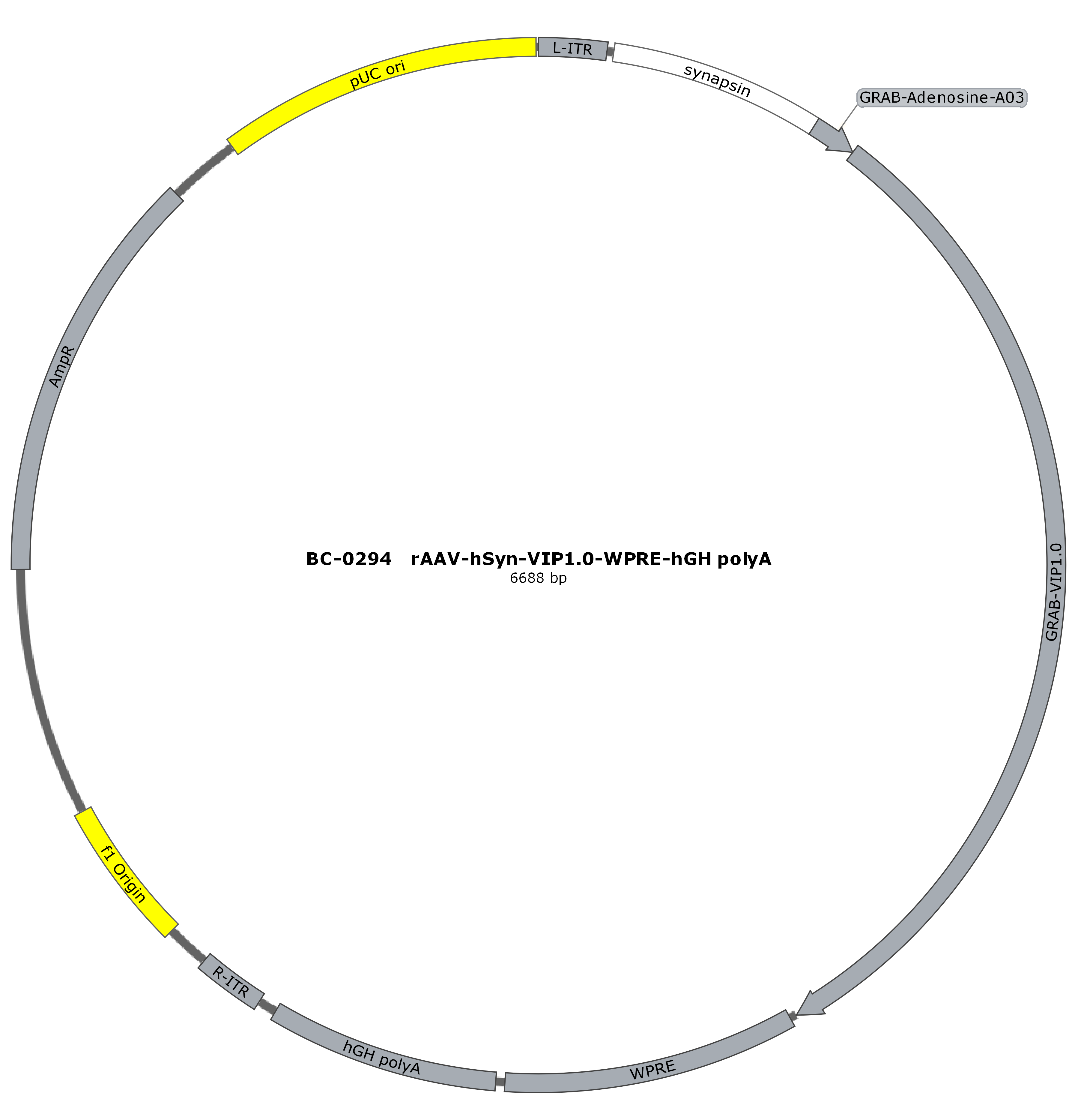 rAAV-hSyn-VIP1.0