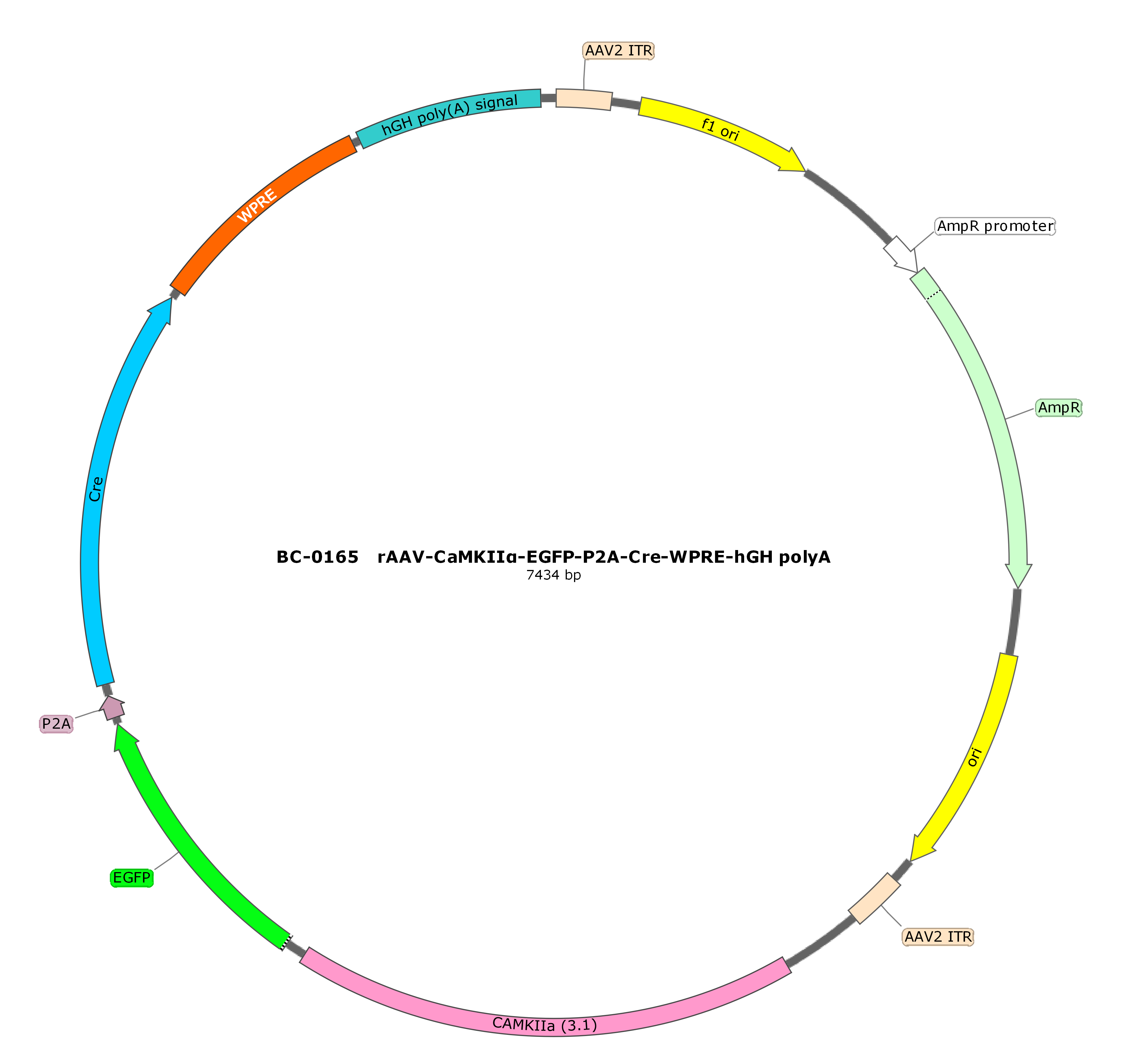 rAAV-CaMKIIα-EGFP-P2A-SV40 NLS-Cre