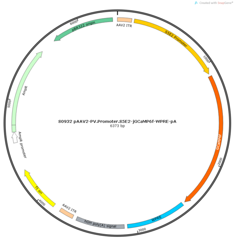 AAV2/9-PV.Promoter.S5E2-GCaMP6f-WPRE-pA