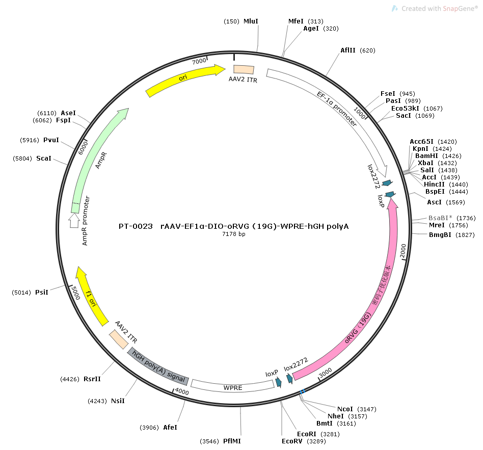 rAAV-EF1α-DIO-RVG-WPRE-hGH polyA