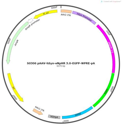 AAV2/9-hSyn-eNpHR 3.0-EGFP-WPRE-pA