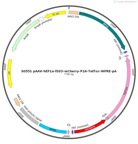 AAV2/9-hEF1a-fDIO-mCherry-P2A-TetTox-WPRE-pA