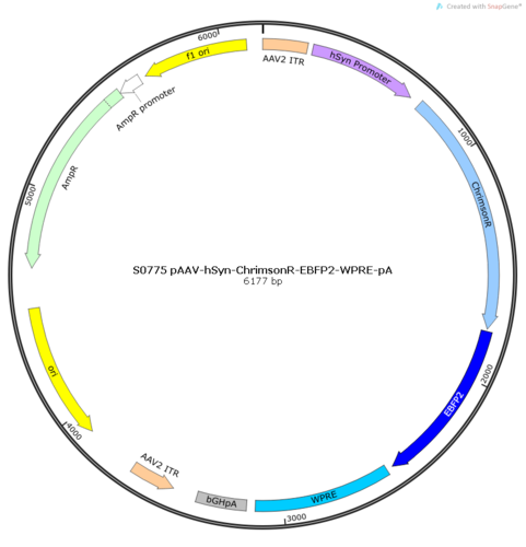 AAV2/2Retro-hSyn-ChrimsonR-EBFP2-WPRE-pA