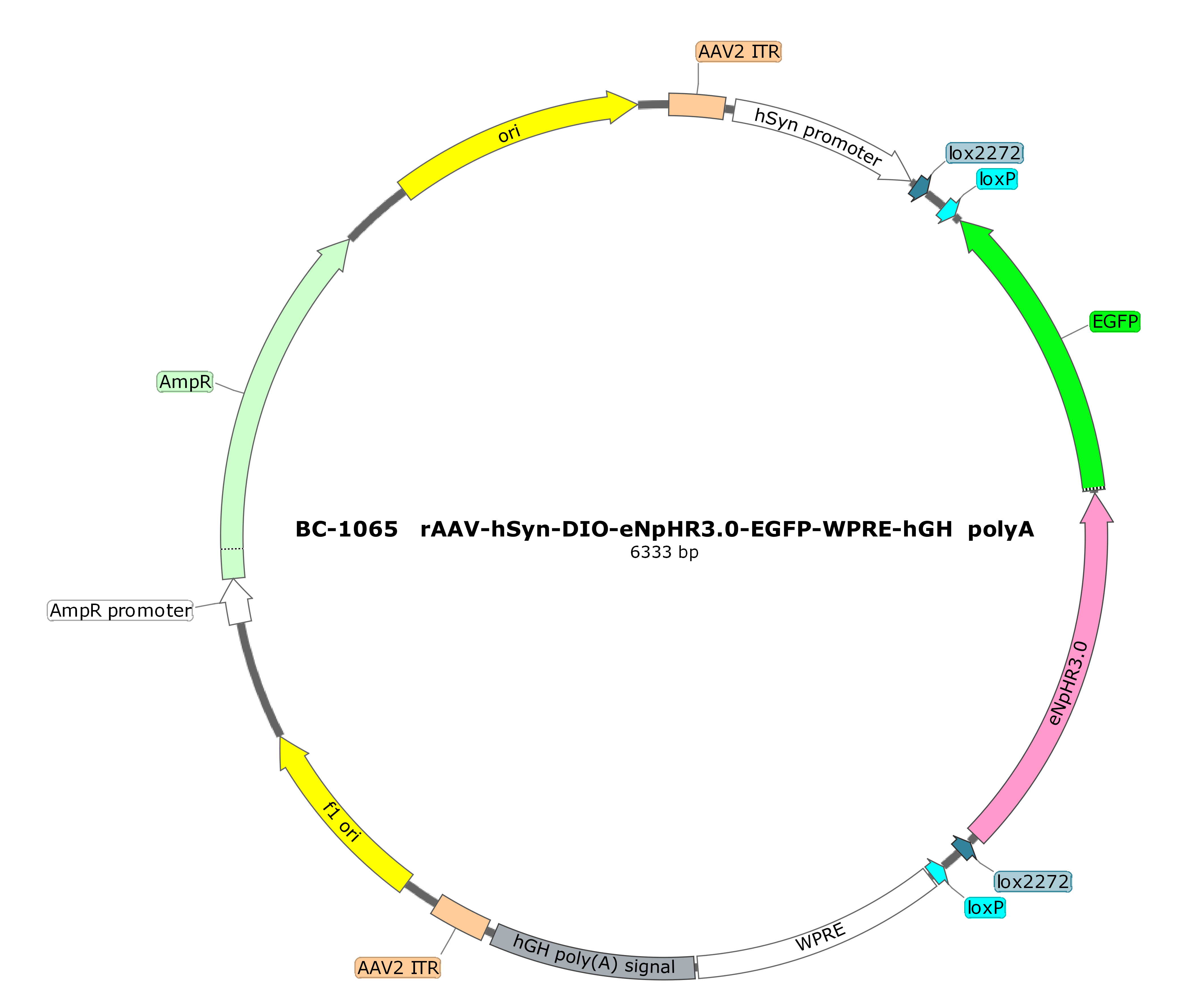 rAAV-hSyn-DIO-eNpHR3.0-EGFP