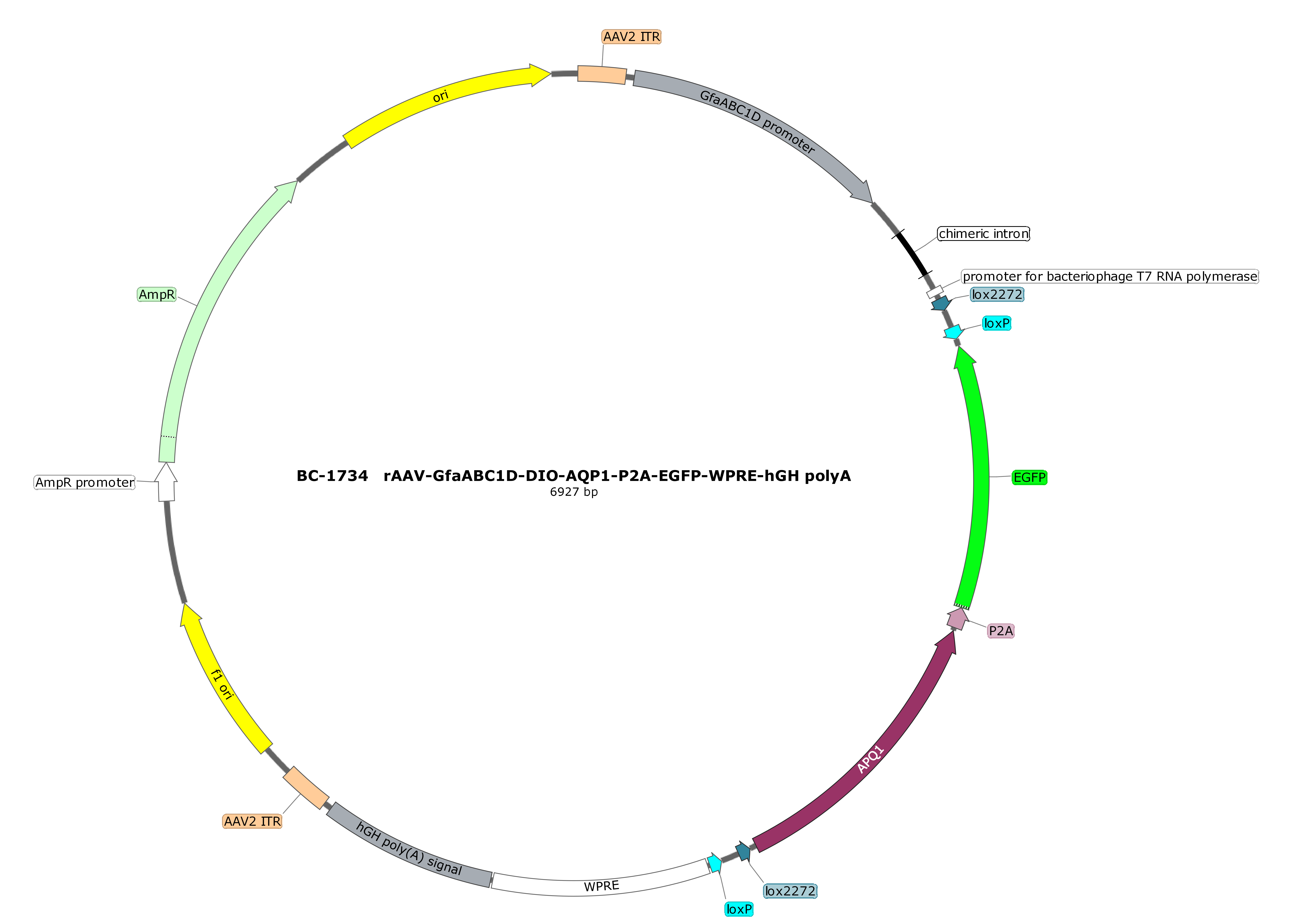 rAAV-GfaABC1D-DIO-AQP1-P2A-EGFP
